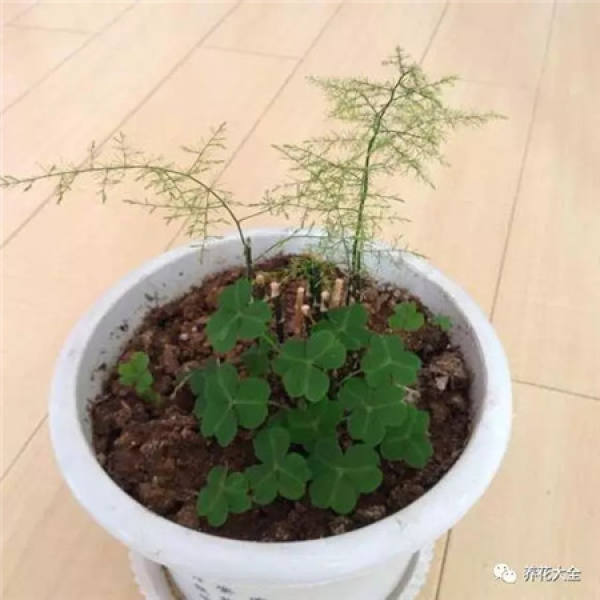 Asparagus