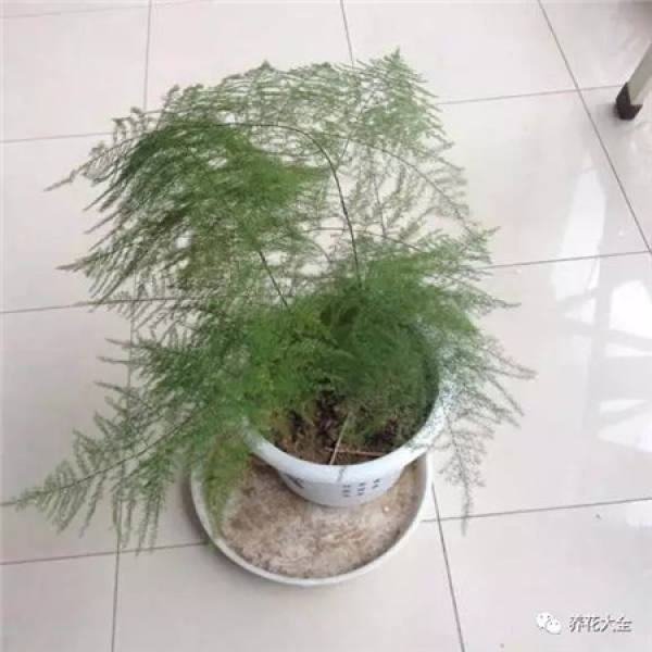 Asparagus