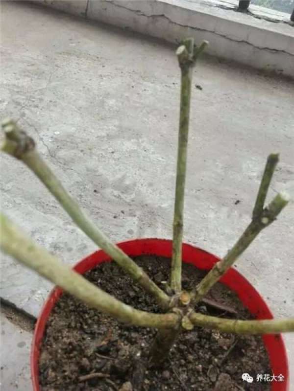 Asparagus