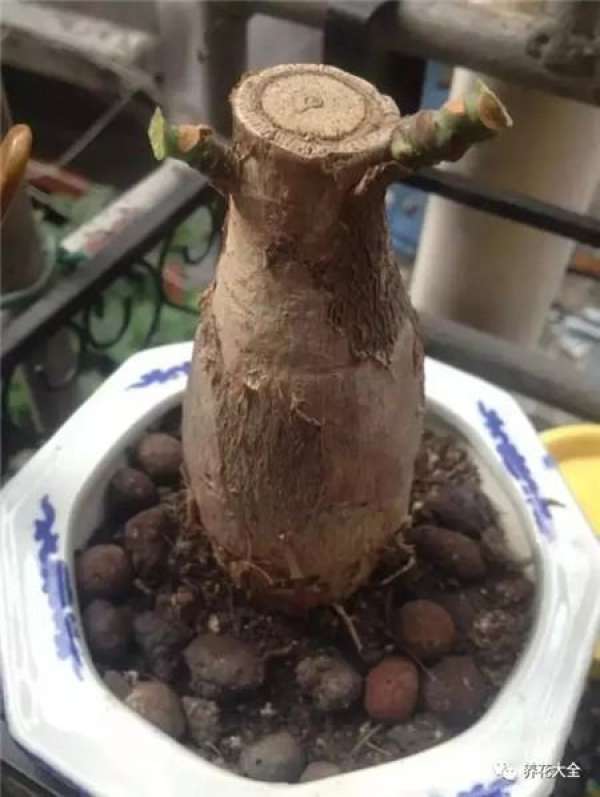Asparagus