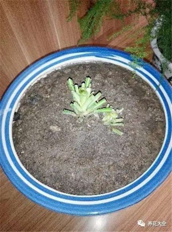 Asparagus