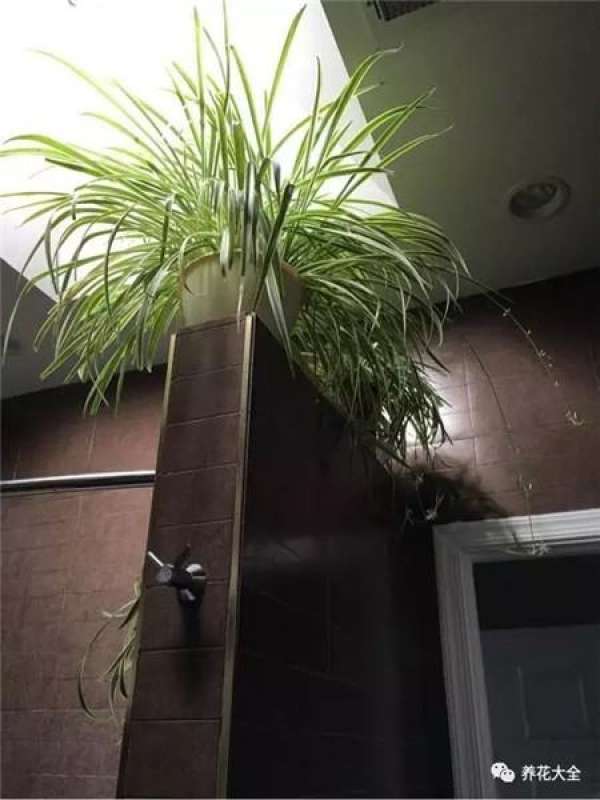 The overgrown chlorophytum