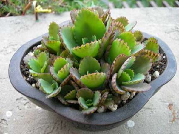 Propagation method of taking root on ground