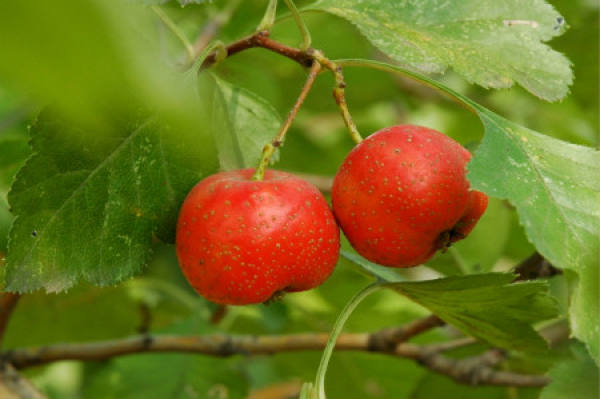 Hawthorn