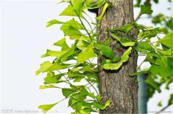 Ginkgo
