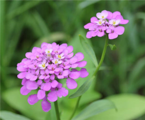 Flowering period of inflorescence