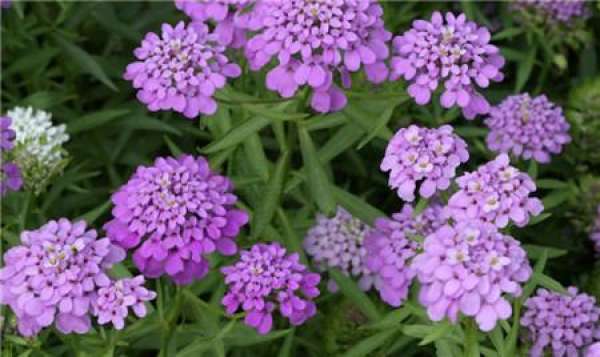 florescence of flexuous flower