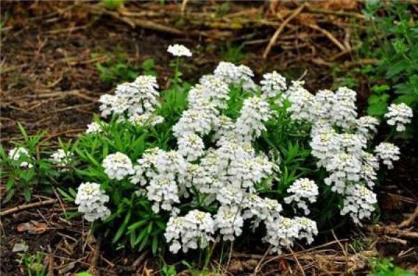 florescence of flexuous flower