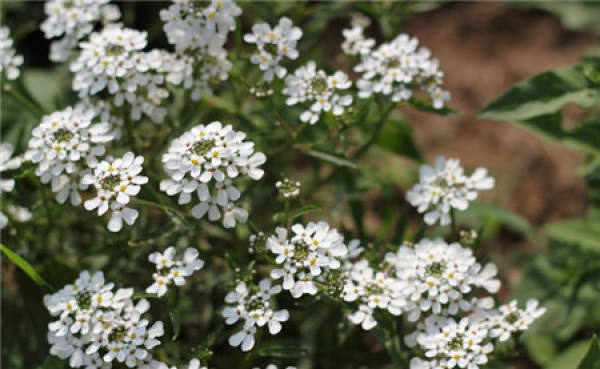florescence of flexuous flower