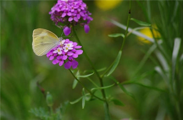 florescence of flexuous flower