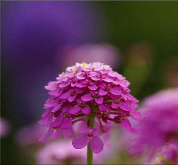 florescence of flexuous flower