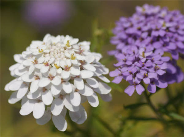 florescence of flexuous flower