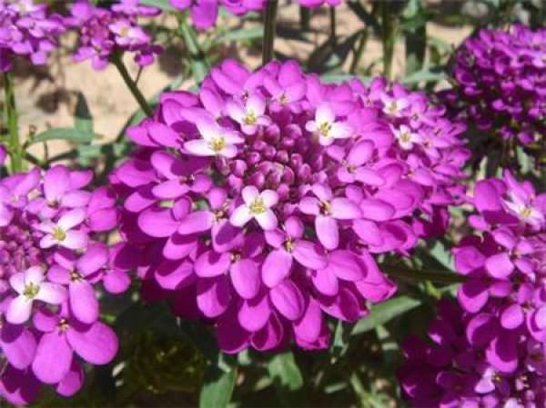 florescence of flexuous flower