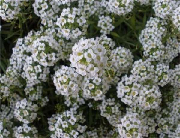 Enjoy the pictures of inflorescence