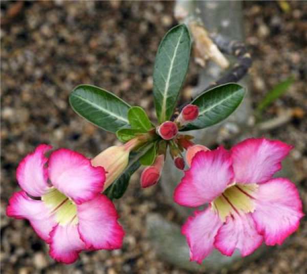 Why Desert Rose Leaves Curl — — Watering