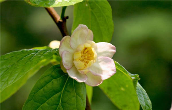 When does the summer wintersweet bloom?