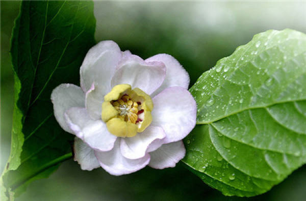 When does the summer wintersweet bloom?