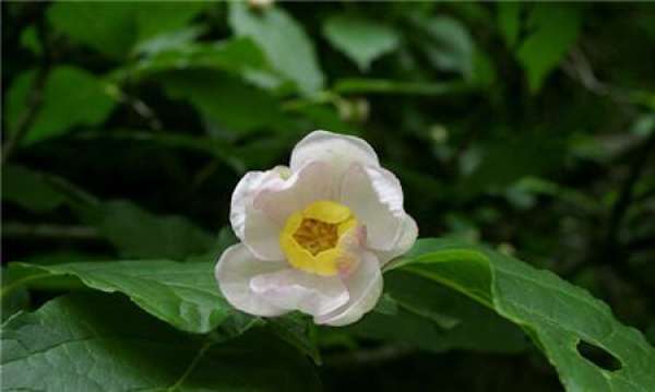 when does summer Cranberry blossom