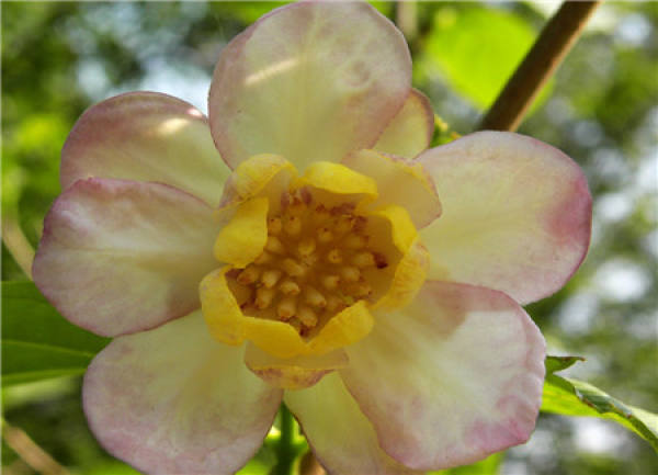 when does summer Cranberry blossom