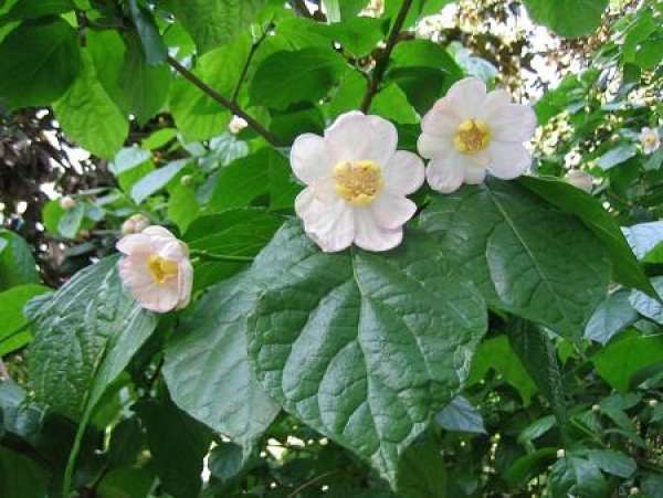 when does summer Cranberry blossom