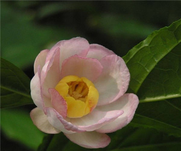 when does summer Cranberry blossom