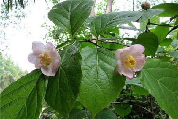 Enjoy the pictures of Charla flower