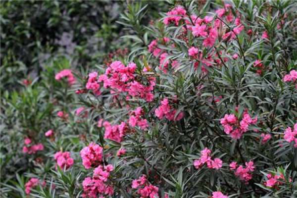 When does the oleander bloom?