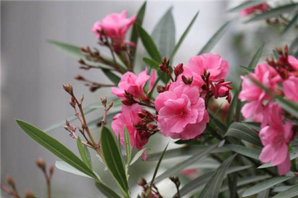 When does the oleander bloom?