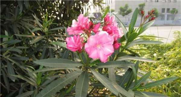 When does the oleander bloom?