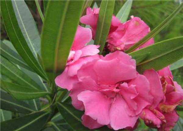 When does the oleander bloom?