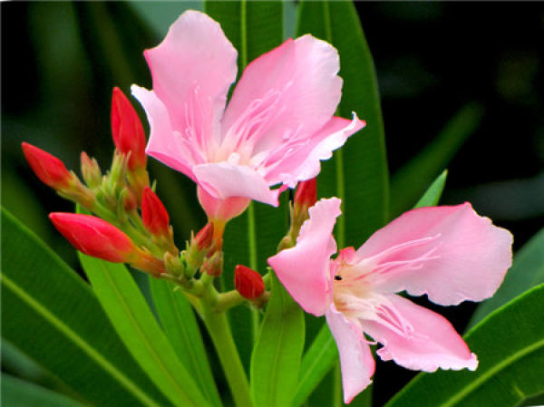 When does the oleander bloom?