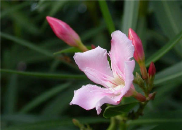 Appreciation of Oleander Blossom