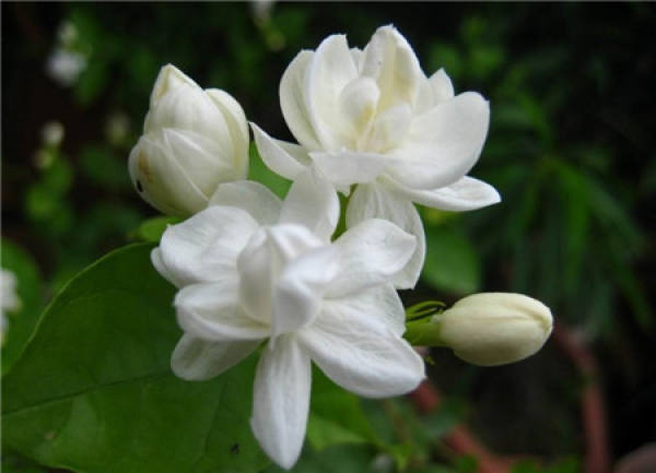 The third flowering of jasmine