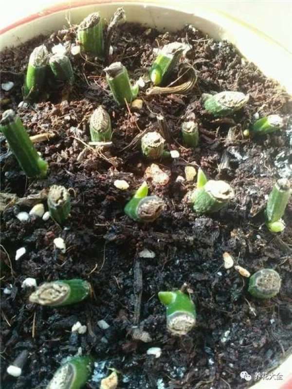 The dying pothos can be saved in this way. It will be green again in a