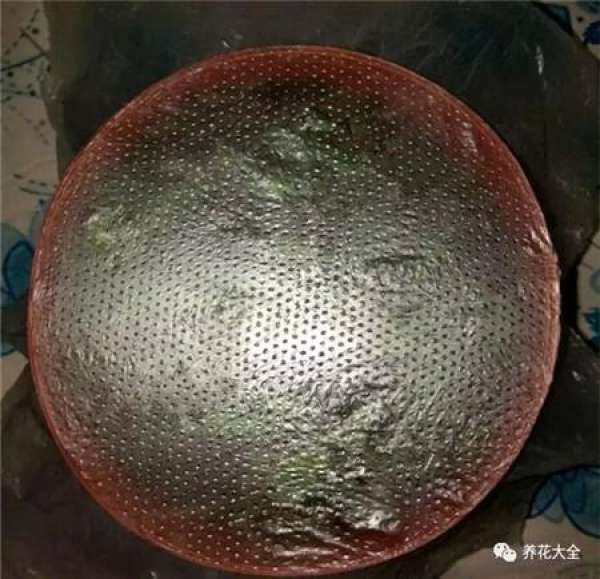 The dying pothos can be saved in this way. It will be green again in a