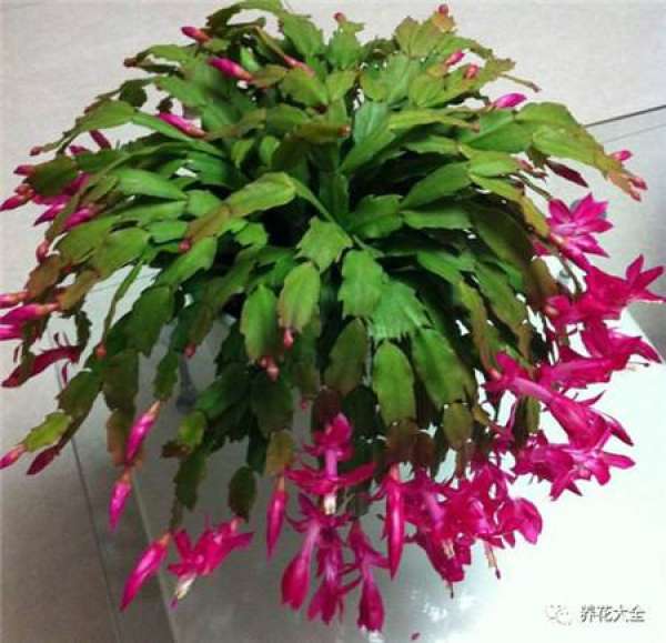 Yu Shu