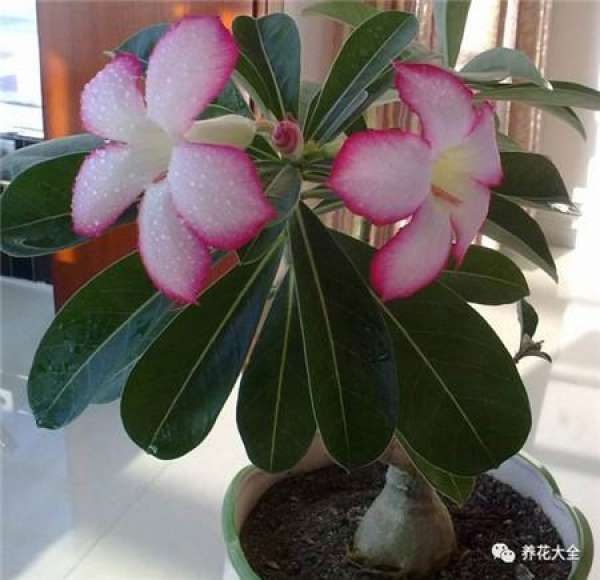 Yu Shu
