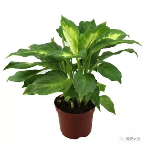 Yu Shu