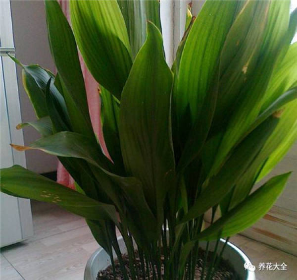Yu Shu