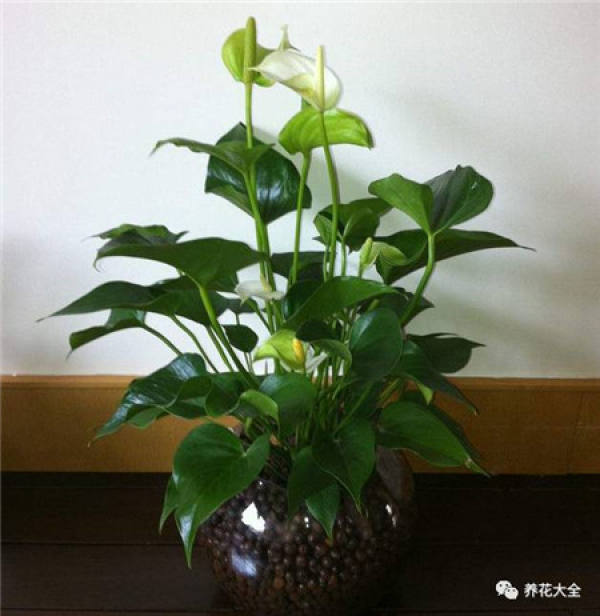Yu Shu