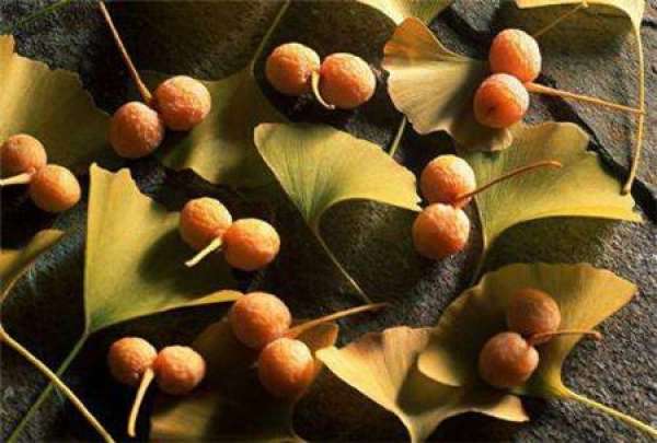 Ginkgo nut