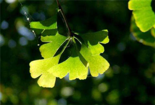 Ginkgo nut