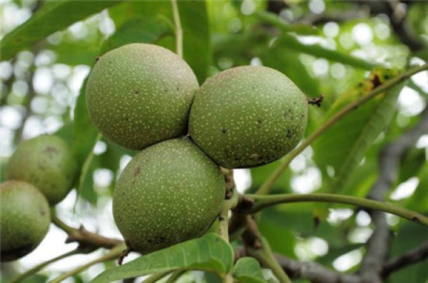 Tung seed fruit