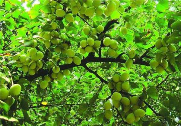 Bergamot ginkgo