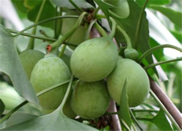 Bergamot ginkgo
