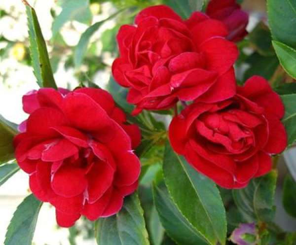 cutting propagation of Phoenixes Camellia