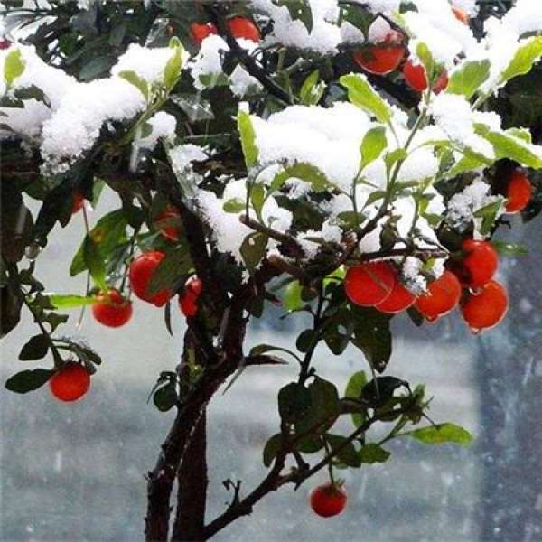 precautions for winter coral trimming precautions for winter coral trimming