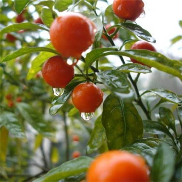 Pruning method of winter coral Pruning method of winter coral