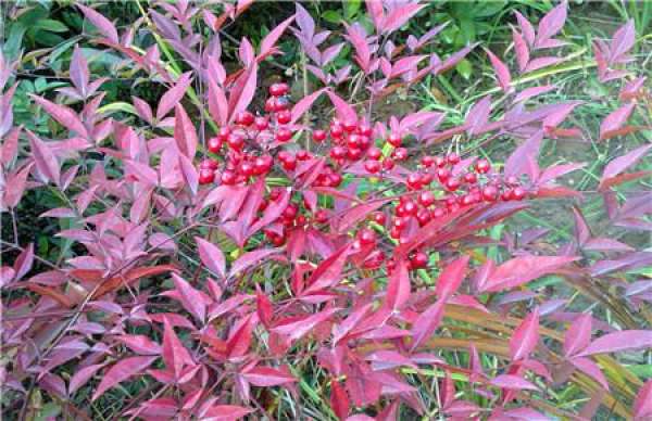 Nandina fruit-hanging diagram