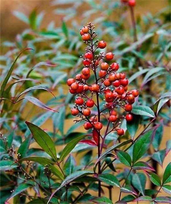 Nandina domestica